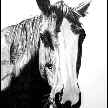 Drawing titled "cheval au crayon" by Samos17 Portraitiste, Original Artwork, Pencil