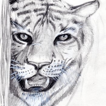 Tekening getiteld "tigre.jpg" door Sandra Chapdelaine, Origineel Kunstwerk, Grafiet