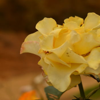 Photography titled "flor amarela" by Sandra Diniz, Original Artwork, Digital Photography
