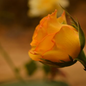 Photography titled "flor amarela e verde" by Sandra Diniz, Original Artwork, Digital Photography