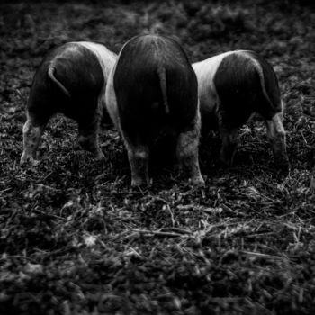 Fotografia intitolato "3 petits cochons" da Sandra Clément, Opera d'arte originale, Fotografia digitale