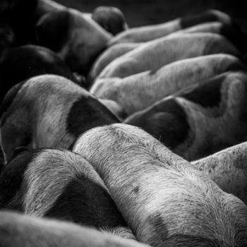 Photographie intitulée "Taches" par Sandra Clément, Œuvre d'art originale, Photographie numérique