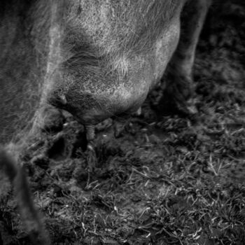 Photographie intitulée "Mamelles" par Sandra Clément, Œuvre d'art originale, Photographie numérique