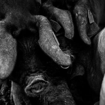 Photographie intitulée "Repas de famille" par Sandra Clément, Œuvre d'art originale, Photographie numérique