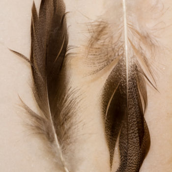 Fotografia intitolato "Feathers" da Sandra Platas Hernández, Opera d'arte originale, Fotografia digitale