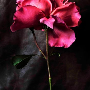 Fotografía titulada "Rose" por Sandra Platas Hernández, Obra de arte original, Fotografía digital