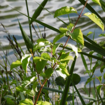 Photography titled "Nature verdoyante" by Sandrine N., Original Artwork