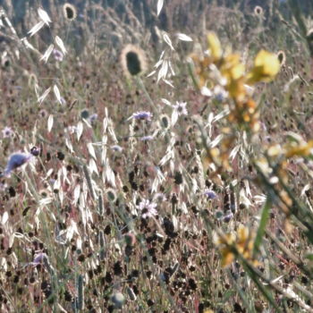 Photographie intitulée "Au milieu des champs" par Sandrine N., Œuvre d'art originale