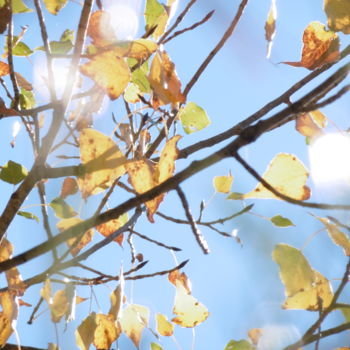 Photographie intitulée "Merveille d'automne" par Sandrine N., Œuvre d'art originale