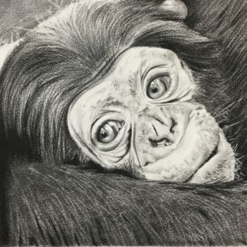 Drawing titled "Chimpanzé" by Sandrine Saloni, Original Artwork, Graphite