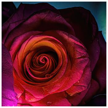 Digital Arts titled "Rosa #6643" by Sandro, Original Artwork, Digital Photography