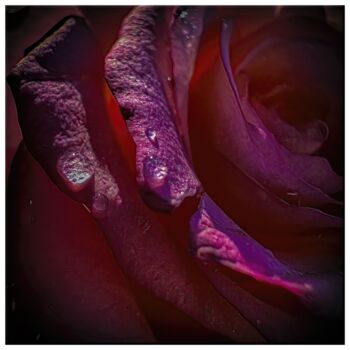 Arts numériques intitulée "Rosa #7524" par Sandro, Œuvre d'art originale, Photographie manipulée