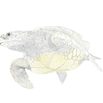 Desenho intitulada "Tortuga (Turtle)" por Santiago Restrepo, Obras de arte originais, Tinta