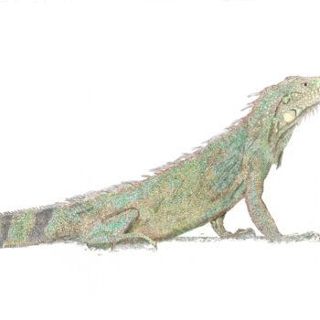 Tekening getiteld "Iguana II" door Santiago Restrepo, Origineel Kunstwerk, Inkt