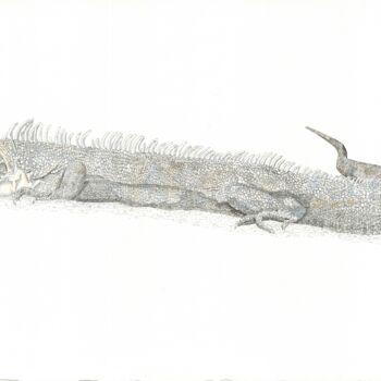 Drawing titled "White Iguana" by Santiago Restrepo, Original Artwork, Ink