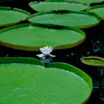 "lotus" başlıklı Fotoğraf Sarah-Jane Marie-Louise tarafından, Orijinal sanat, Dijital Fotoğrafçılık