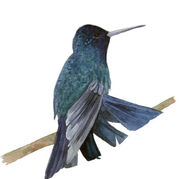 Pintura titulada "colibri profil.jpg" por Sarah Quarelle, Obra de arte original, Acuarela
