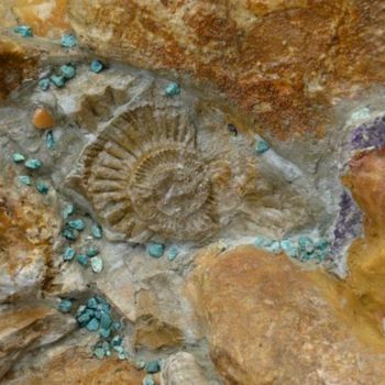 Photographie intitulée "Ammonit" par Sascheen, Œuvre d'art originale