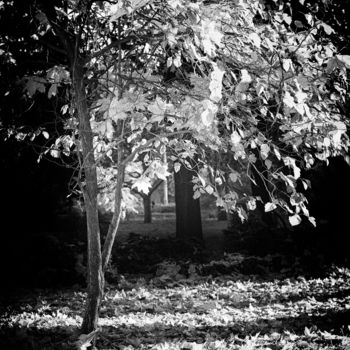 Fotografie getiteld "Light tree" door Sasha Rzhondkovsky, Origineel Kunstwerk, Film fotografie