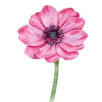 "Pink Anemone flower" başlıklı Tablo Sasha Solomon tarafından, Orijinal sanat, Suluboya