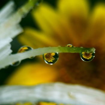 Fotografie getiteld "magical droplets" door Saurabh Gaikwad, Origineel Kunstwerk