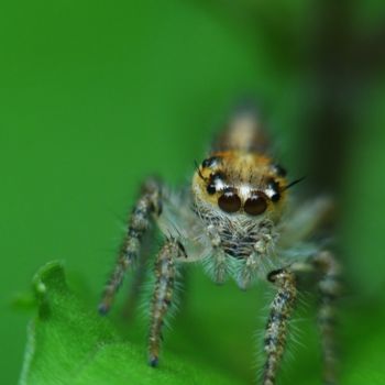 Photography titled "jumping spiders" by Saurabh Gaikwad, Original Artwork