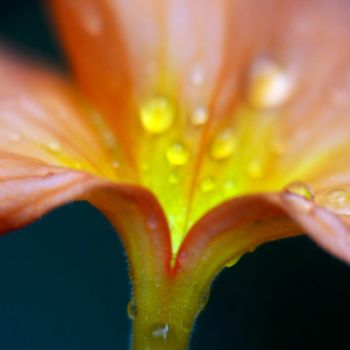 Φωτογραφία με τίτλο "orange flower petal…" από Saurabh Gaikwad, Αυθεντικά έργα τέχνης