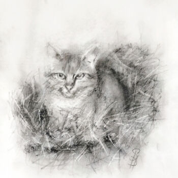 Dessin intitulée "Stray Cat in Straw" par Sbboursot, Œuvre d'art originale, Fusain