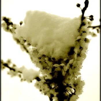 Photographie intitulée "HANAMI SNOW" par Scalp, Œuvre d'art originale