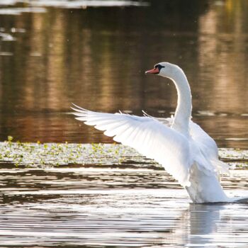 Photographie intitulée "L'Envol du Cygne" par Pierre Schwartz, Œuvre d'art originale, Photographie numérique