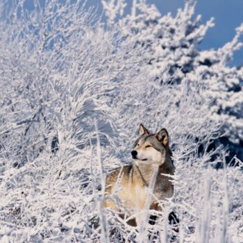 Photography titled "loup dans la neige" by Pierre Schwartz, Original Artwork, Analog photography