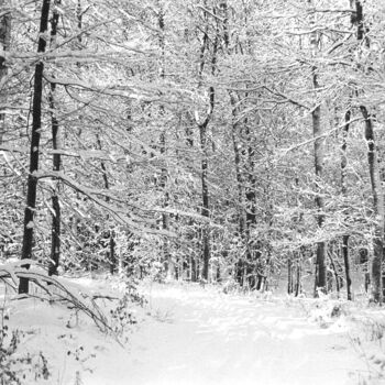 Photography titled "Snow covered forest…" by Scott Gregory Banner, Original Artwork, Analog photography