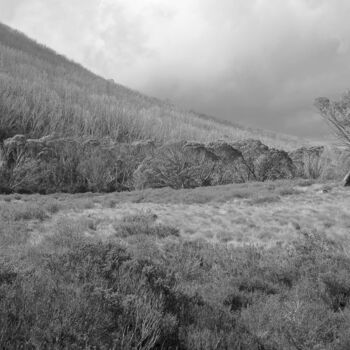 Fotografía titulada "Alpine forest - Sno…" por Scott Gregory Banner, Obra de arte original, Fotografía digital