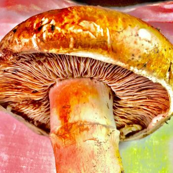 Photographie intitulée "Portobello Mushroom…" par Stephen D. Smith, Œuvre d'art originale, Photographie numérique