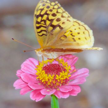 「"Butterfly on Pink…」というタイトルの写真撮影 Stephen D. Smithによって, オリジナルのアートワーク, デジタル