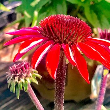 Photography titled "Red Coneflower" by Stephen D. Smith, Original Artwork, Digital Photography