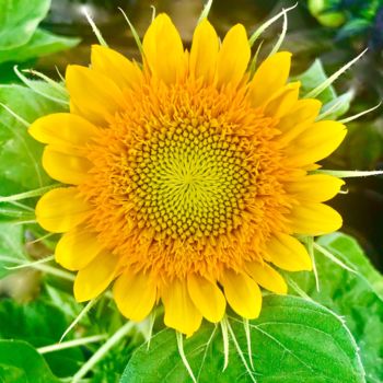 Фотография под названием "Sunflower Close up" - Stephen D. Smith, Подлинное произведение искусства, Цифровая фотография