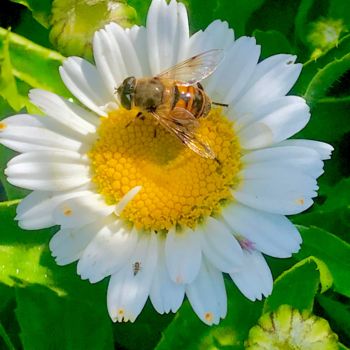 Photographie intitulée "Bee on White Daisy…" par Stephen D. Smith, Œuvre d'art originale, Photographie numérique