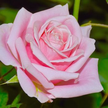 Photographie intitulée "Pink Peace Rose" par Stephen D. Smith, Œuvre d'art originale, Photographie numérique