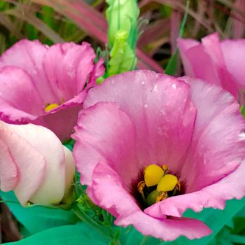 Фотография под названием "Pink Camellia" - Stephen D. Smith, Подлинное произведение искусства, Цифровая фотография