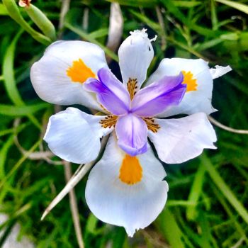 Photographie intitulée "Spring Iris Bloom" par Stephen D. Smith, Œuvre d'art originale, Photographie numérique