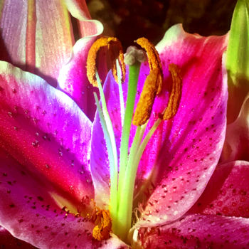 Photography titled "Stargazer Lily with…" by Stephen D. Smith, Original Artwork, Digital Photography