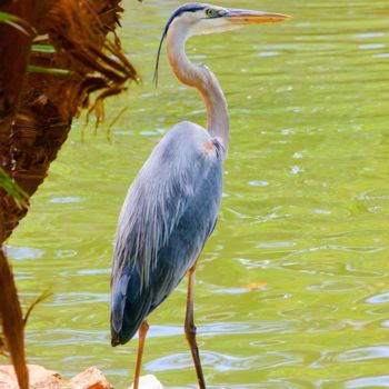 Photography titled "Blue Heron" by Stephen D. Smith, Original Artwork, Digital Photography