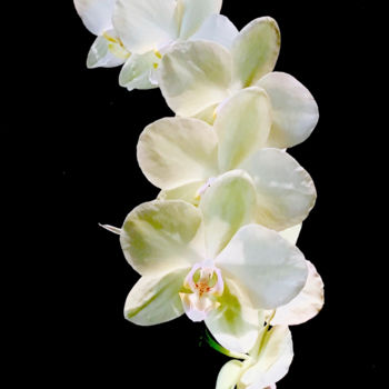 Photography titled "White orchid Quintu…" by Stephen D. Smith, Original Artwork, Digital Photography
