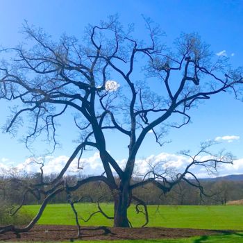 Fotografie mit dem Titel ""Tree Silhouette at…" von Stephen D. Smith, Original-Kunstwerk, Digitale Fotografie