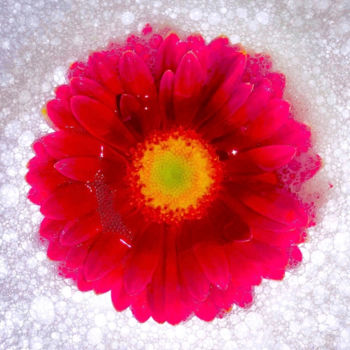 Photography titled "Red Gerber Daisy in…" by Stephen D. Smith, Original Artwork, Digital Photography