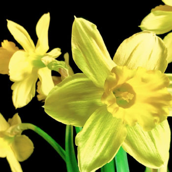 Fotografie getiteld "Spring Daffodils on…" door Stephen D. Smith, Origineel Kunstwerk, Digitale fotografie