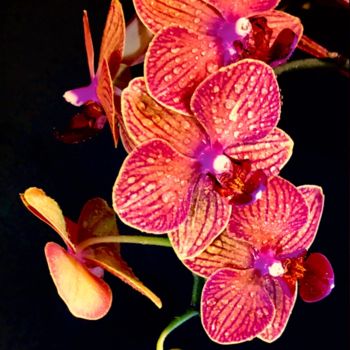 Photography titled "Orchids in Bloom" by Stephen D. Smith, Original Artwork, Digital Photography