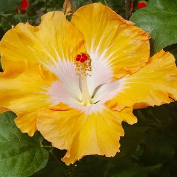 Photography titled "Yellow Hibiscus Blo…" by Stephen D. Smith, Original Artwork, Digital Photography