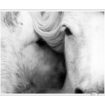 Fotografie getiteld "Wild horses" door Sébastien Bance, Origineel Kunstwerk, Digitale fotografie